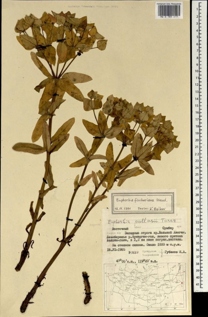 Молочай алтайский euphorbia altaica