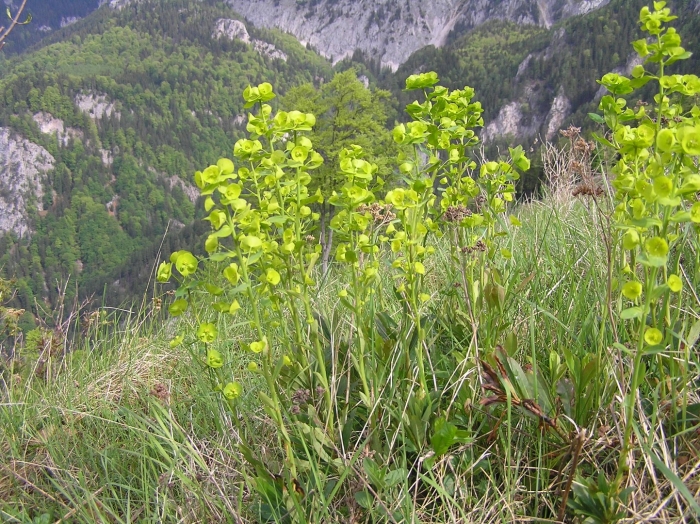 Молочай дикий полевой