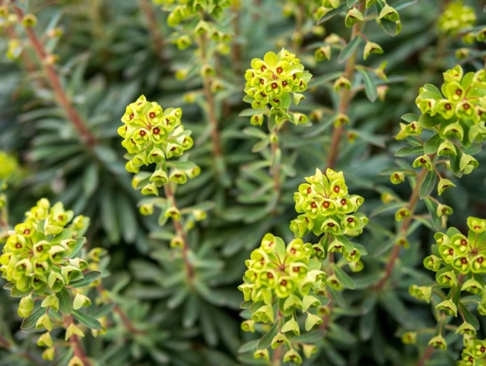 Euphorbia blackbird