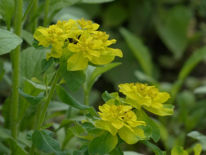 Молочай желтый