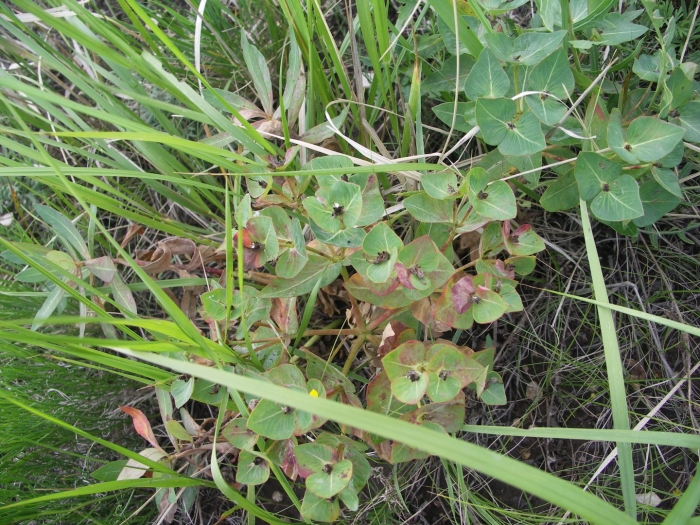 Молочай палласа euphorbia fischeriana