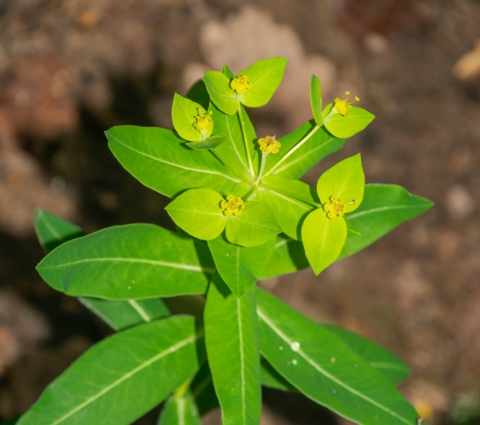Euphorbia jansenvillensis