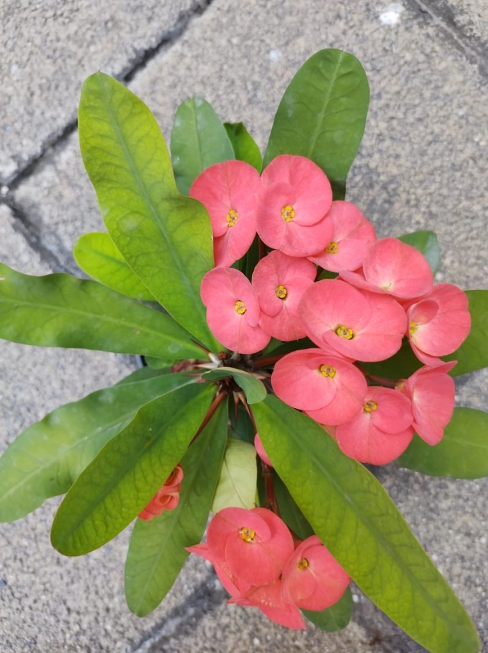 Эуфорбия молочай миля