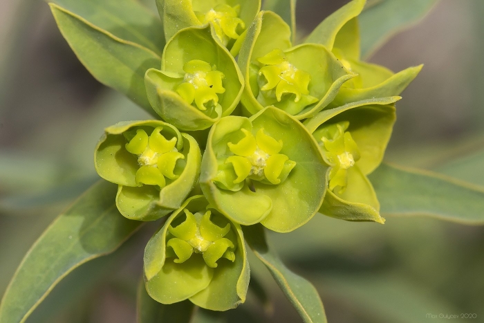 Молочай лозный (euphorbia virgata)