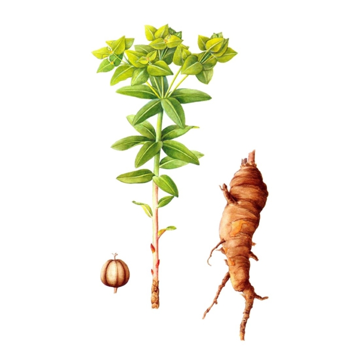 Молочай палласа мужик корень