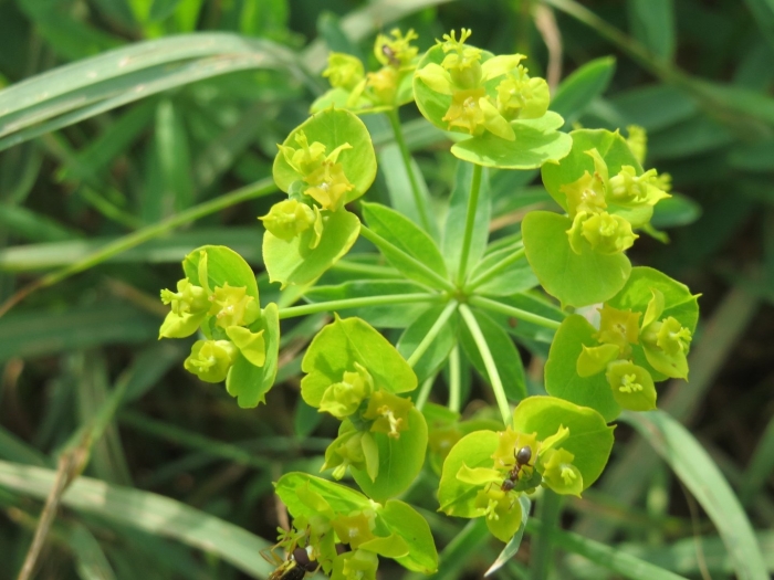 Молочай прутьевидный euphorbia virgata