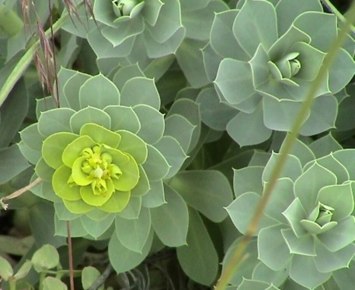 Молочай сильверсван