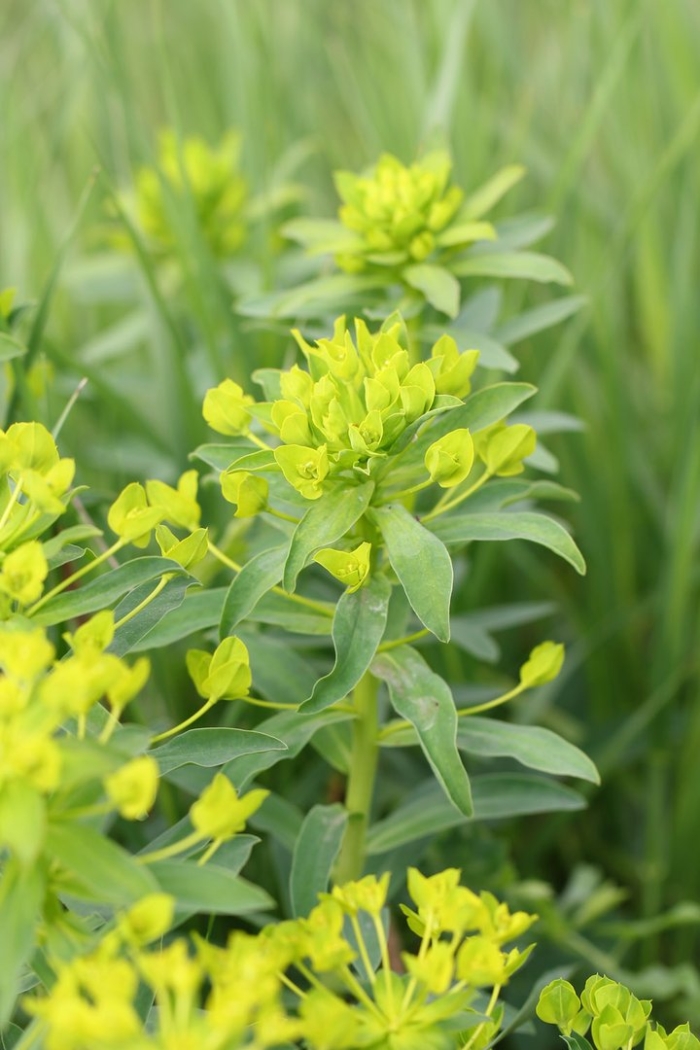 Молочай степной euphorbia stepposa
