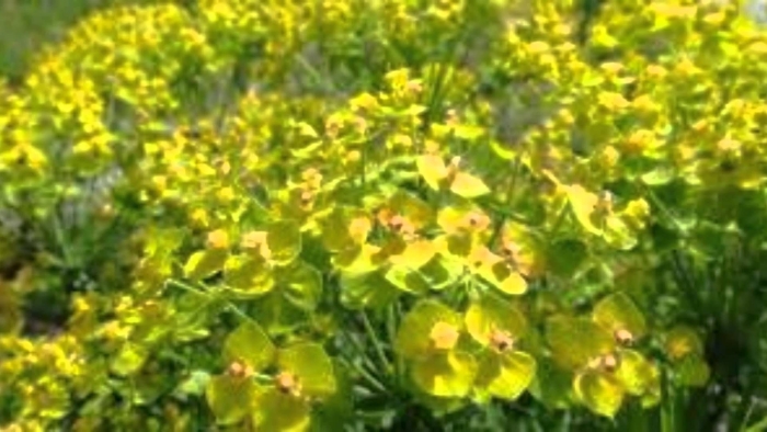 Молочай жигулёвский euphorbia zhiguliensis