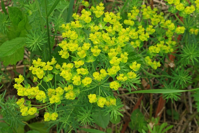 Молочай полевой