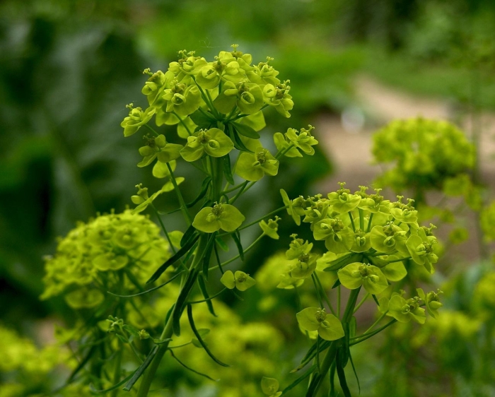 Euphorbia cyparissias