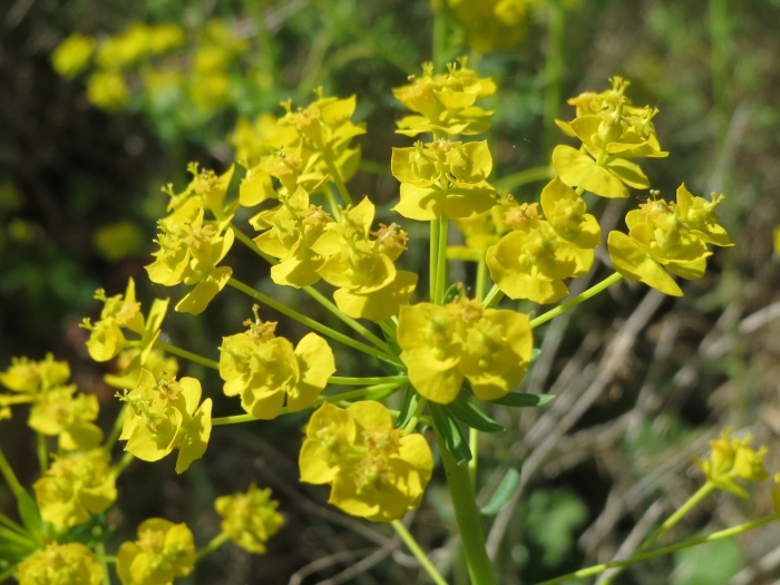 Euphorbia cyparissias