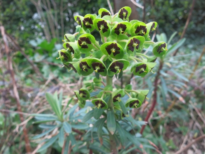 Молочай харациас