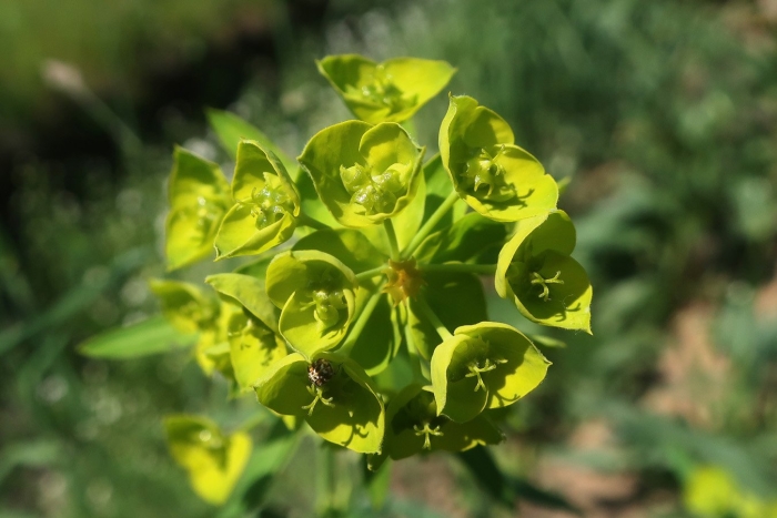 Euphorbia cyparissias