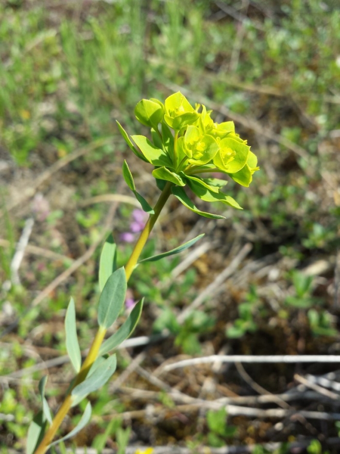Euphorbia seguieriana