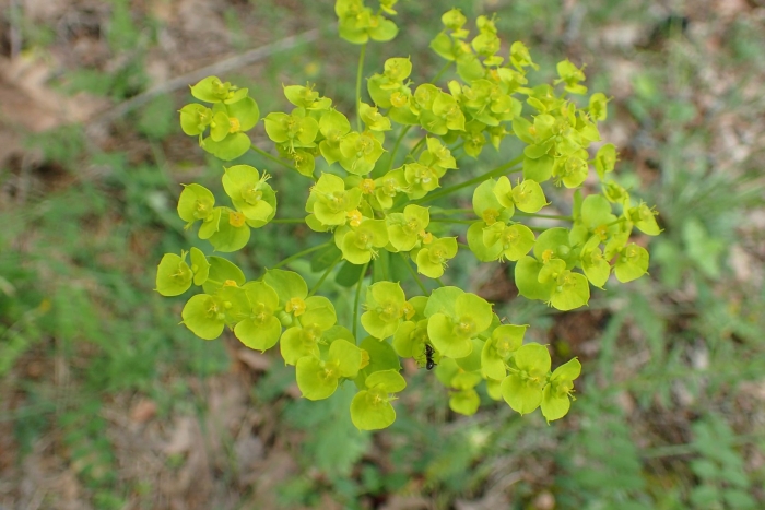 Молочай кипарисовый euphоrbia cyparíssias