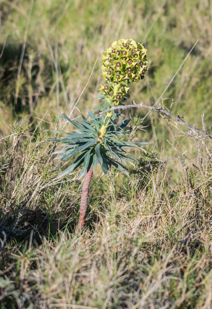 Euphorbia characias
