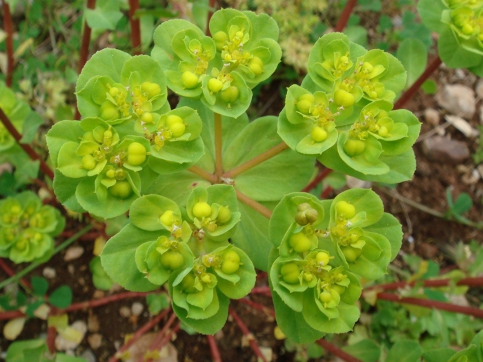 Euphorbia helioscopia молочай солнцегляд