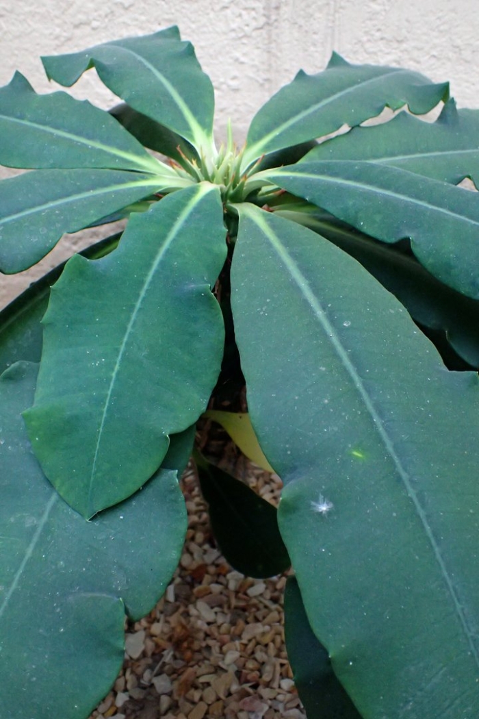 Euphorbia viguieri