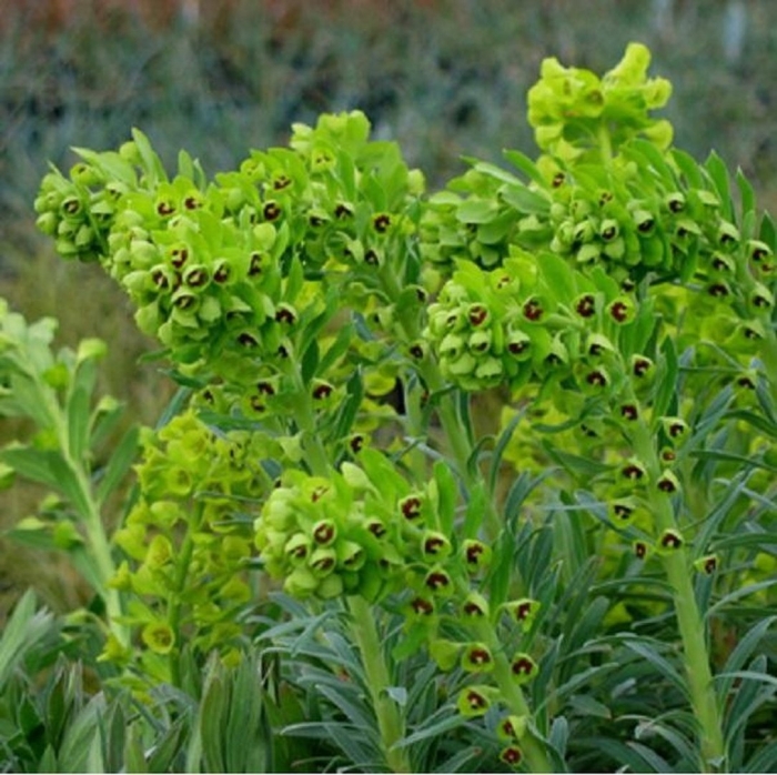 Euphorbia characias black pearl