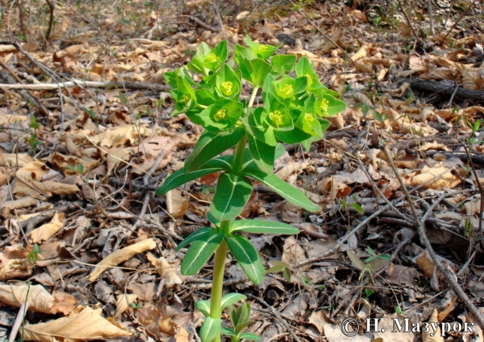 Euphorbia helioscopia