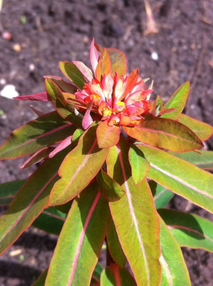 Euphorbia griffithii