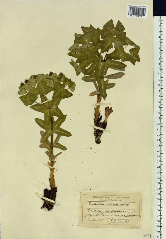 Молочай палласа корень