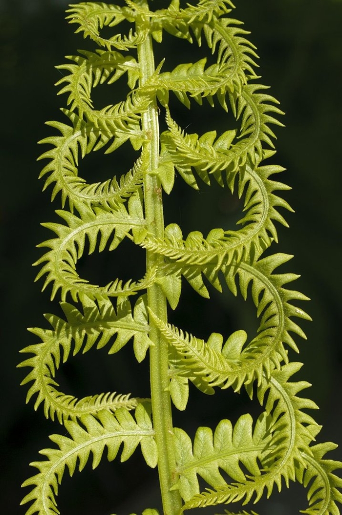 Папоротник нефролепис биссерата