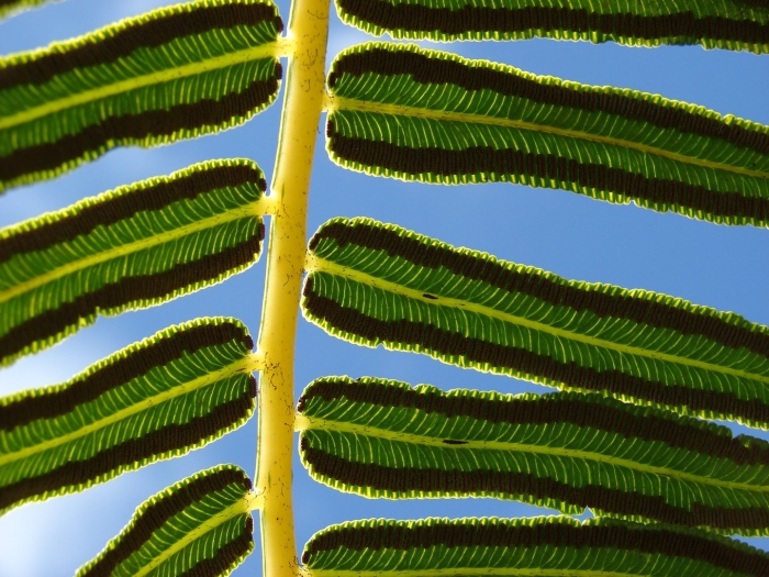 Pteridium aquilinum