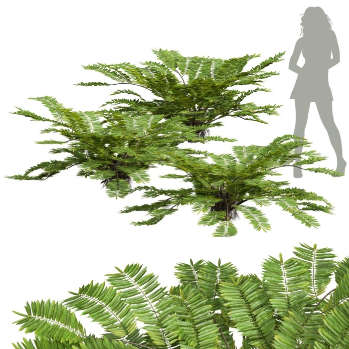 Angiopteris fokiensis