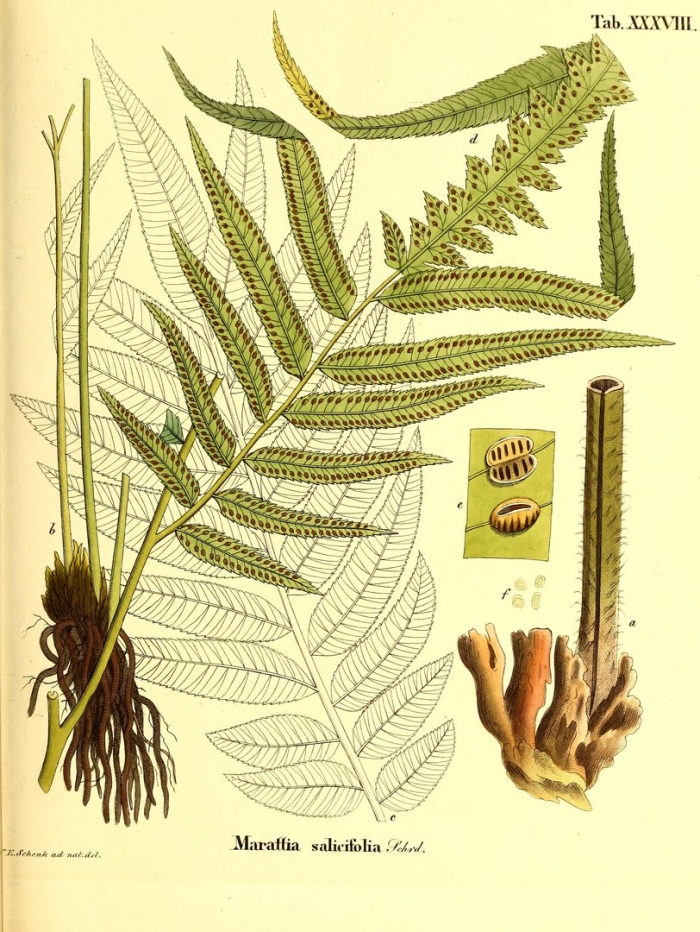 Орляк обыкновенный папоротник