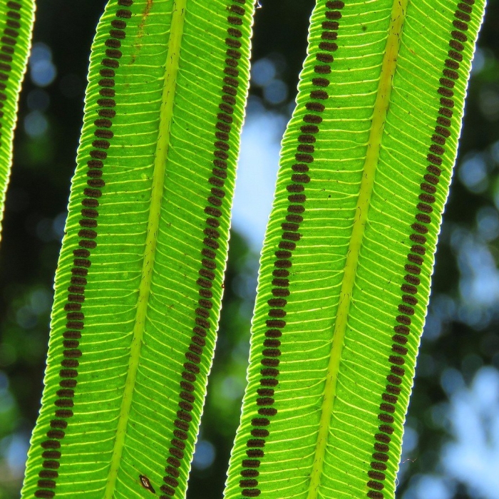 Ангиоптерис папоротник