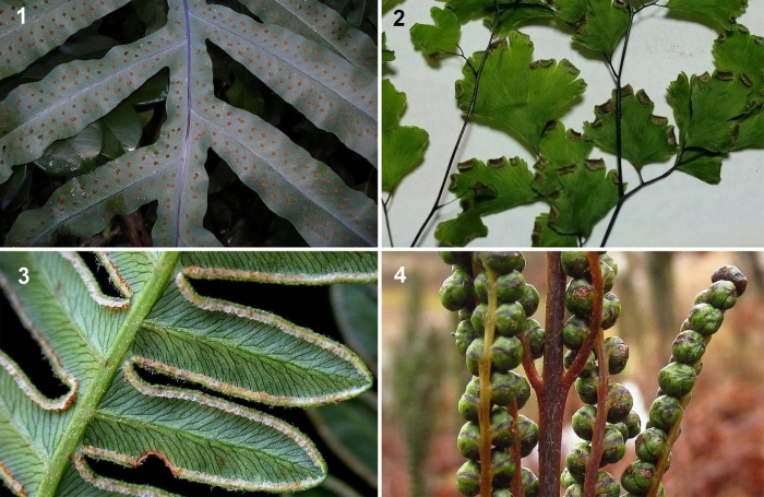 Папоротник сорусы