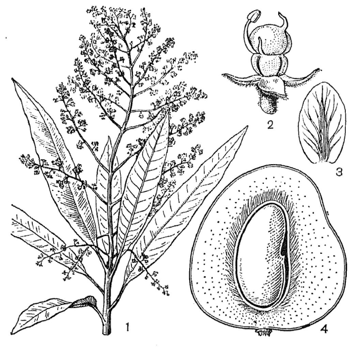 Анакардиевые семейство представители