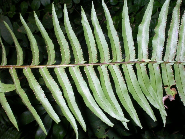 Нефролепис biserrata