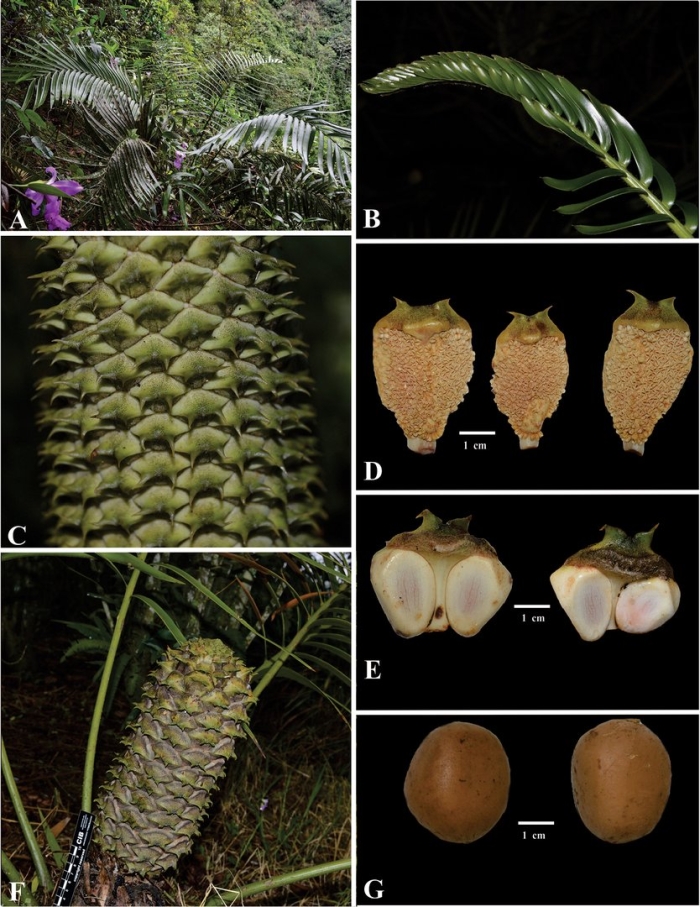 Ceratozamia мегаспорофилл