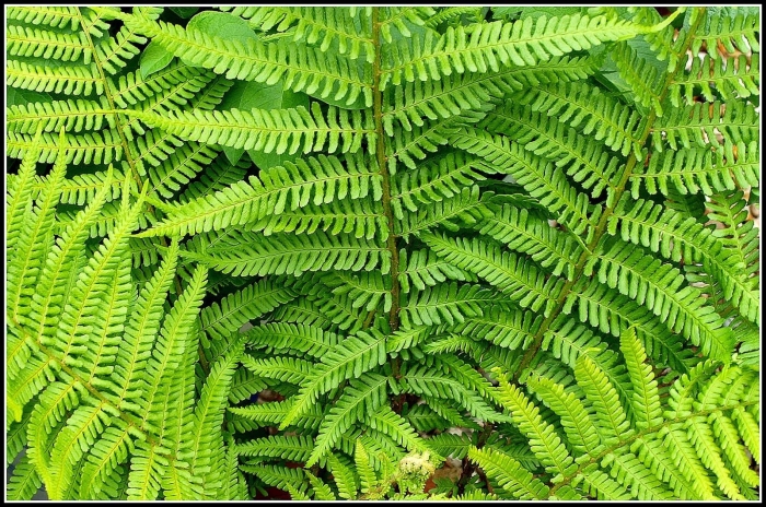 Папоротник щитовник