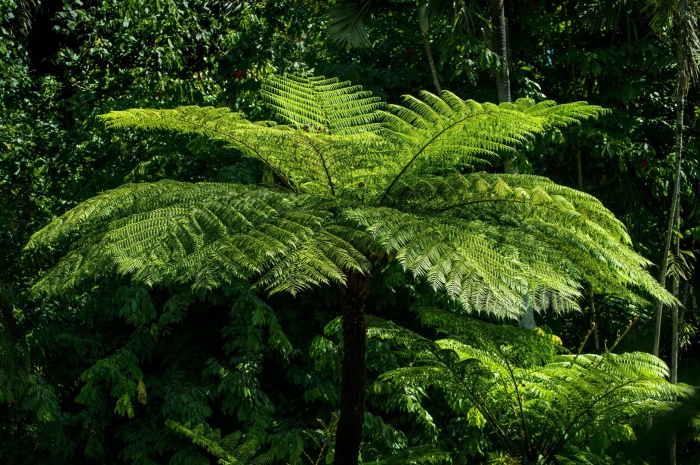 Тропические леса папоротники