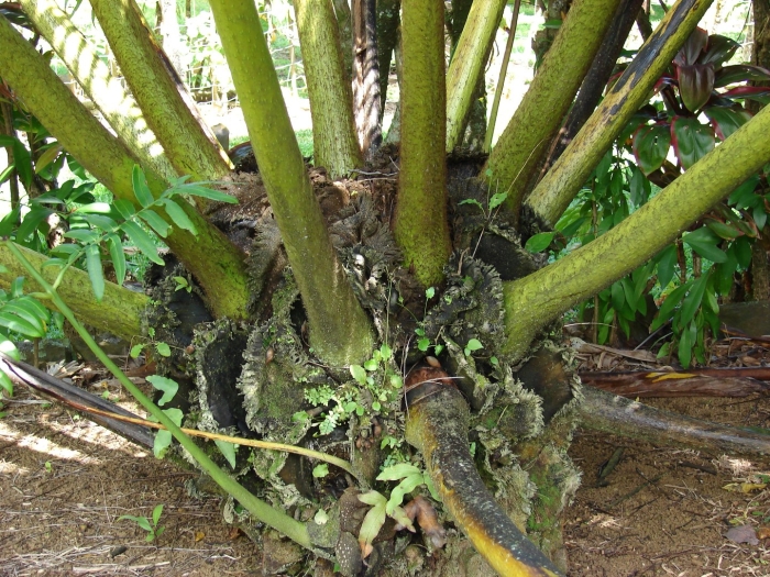 Dryopteris crassirhizoma