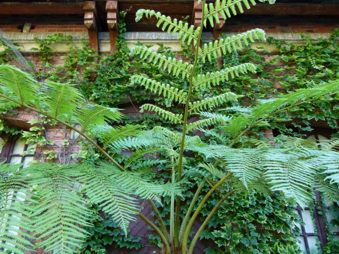 Древовидный папоротник циатея