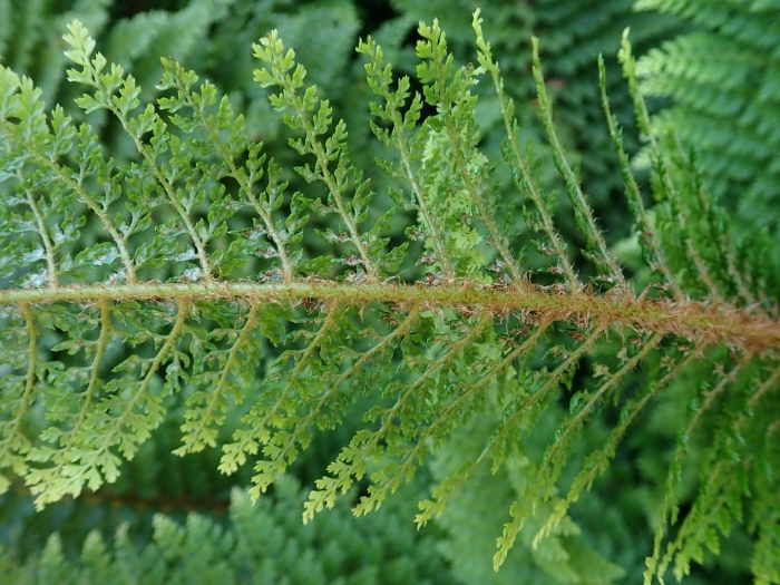 Polystichum tripteron