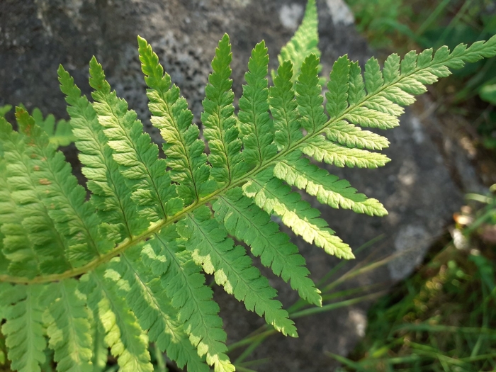 Дриоптерис эритросора