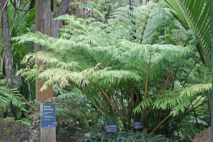 Мараттиевые папоротники