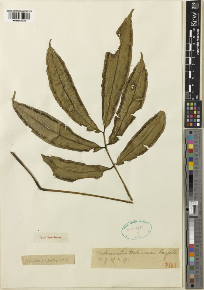 Herbarium specimen