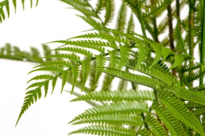 Папоротник форест древовидный