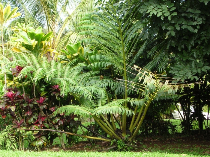 Древовидные папоротники австралии