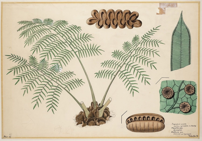 Папоротник ботаническая иллюстрация