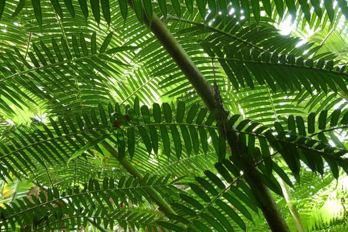 Ангиоптерис папоротник пальмовый