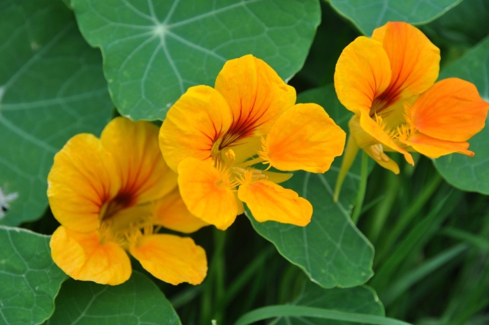 Настурция мунлайт