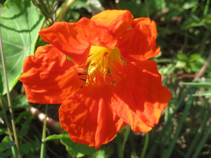 Настурция большая